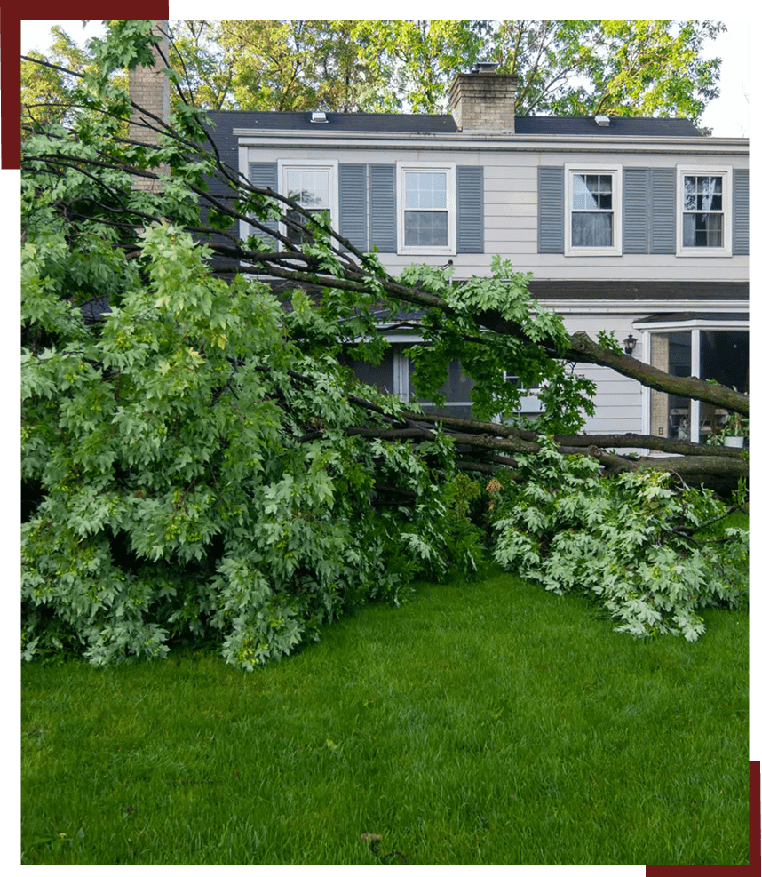 Tree branches covering grassy yard