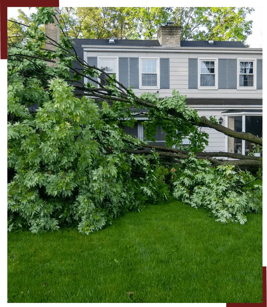 Tree branches covering grassy yard